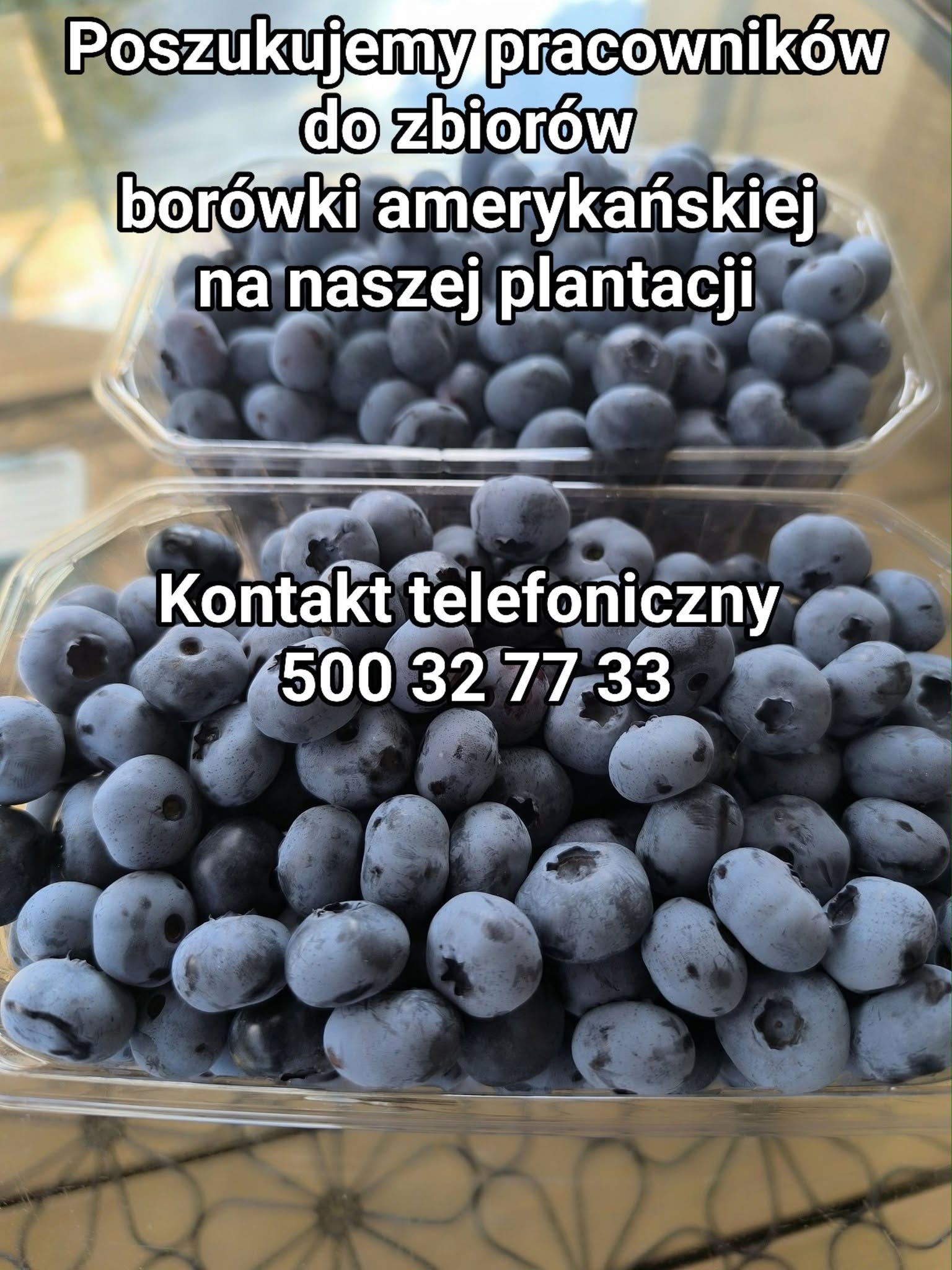 Archiwalne ogłoszenie o pracy przy zbiorach borówki, opublikowane w lipcu