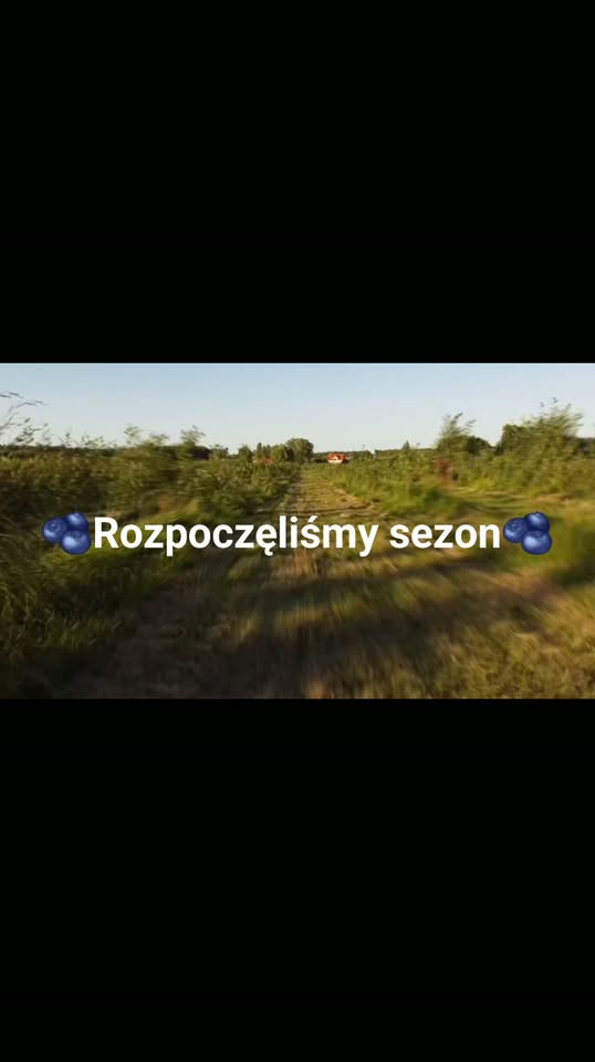 Miniatura rolki o rozpoczęciu sezonu borówkowego